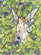 The Blackberry Fairy