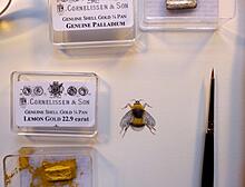 White tailed Bumblebee